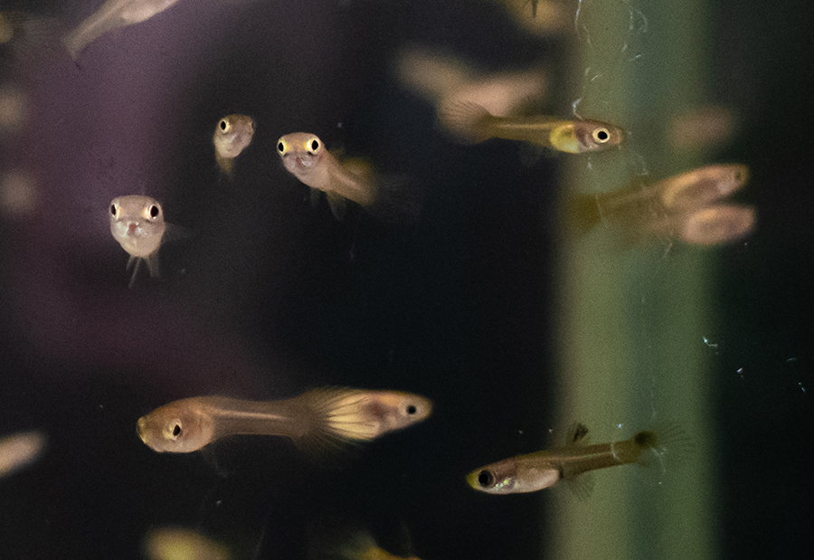 Cómo mejorar el crecimiento de los alevines usando alimento vivo