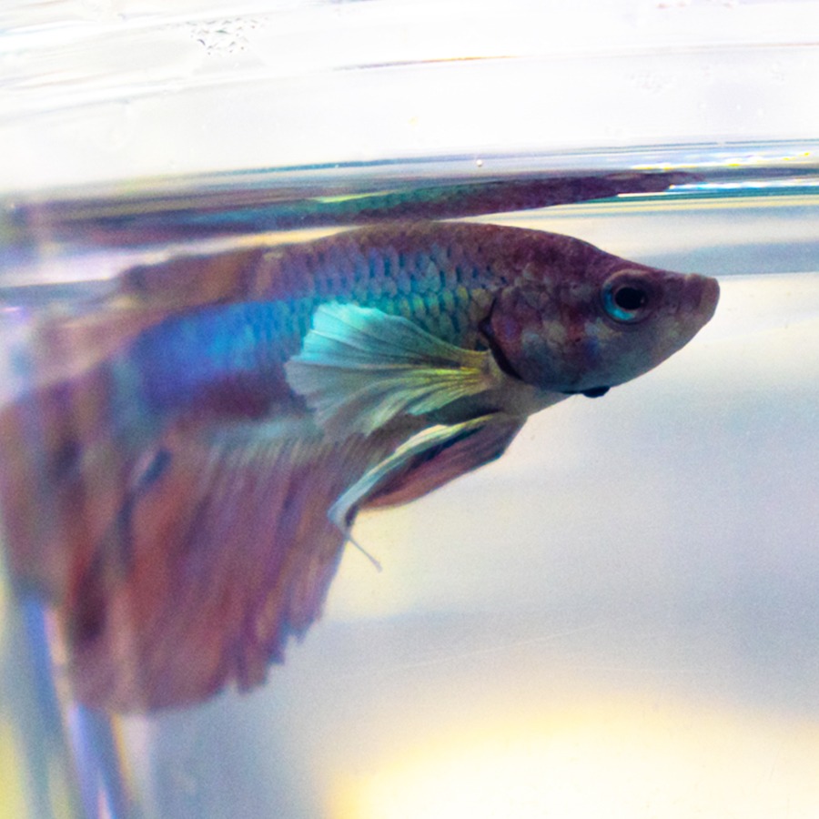 Cómo alimentar Bettas con alimento vivo