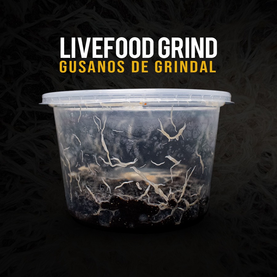 LiveFood Grind: ¿Por qué elegir una cepa preparada de La Concha Amarilla?